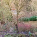 Blick in den Garten